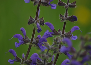 Wiesen-Salbei (Salvia pratensis) - © Emanuel Trummer